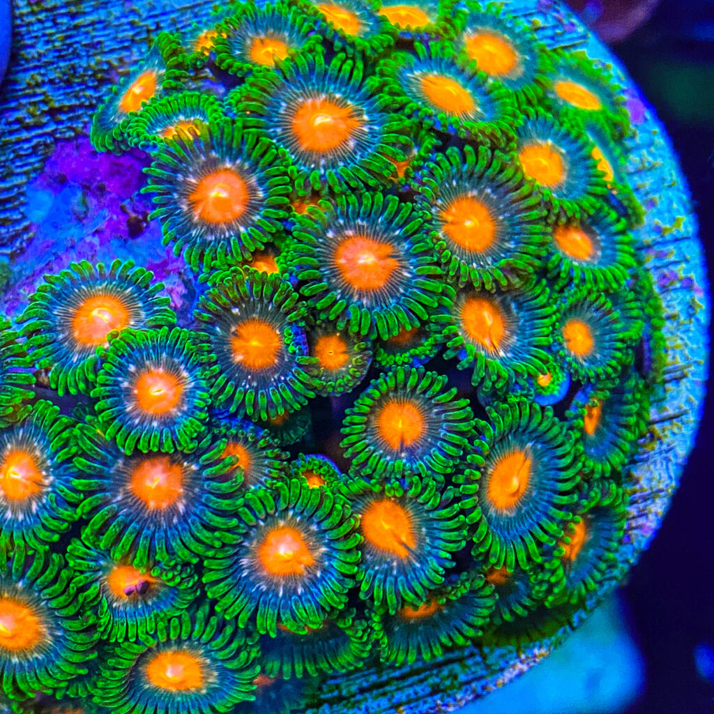 51384261981_8f0fb77dbc_o