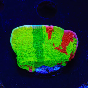 TSA Mind Meld Triple Grafted Montipora Coral