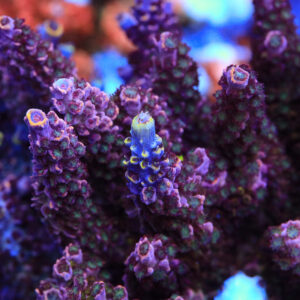 TSA Professor Plums Acropora Coral