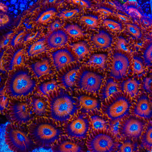 TSA Wizard Zoanthids Coral