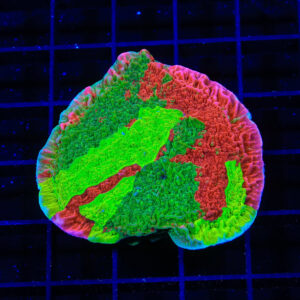TSA Mind Meld Montipora Coral
