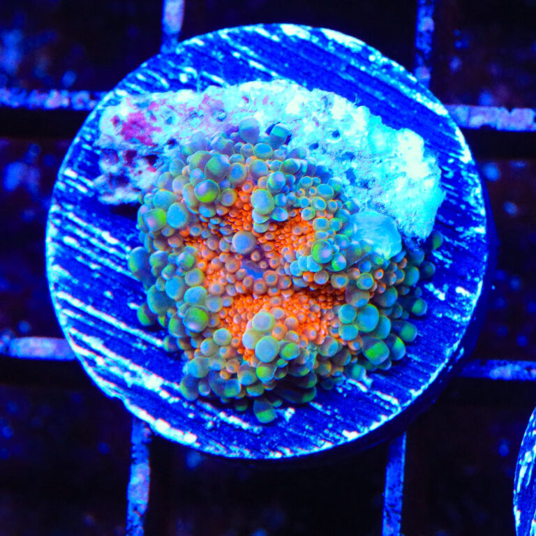 SH3_E_101424_33dbdc14-230b-4506-9843-f5ec4354058f