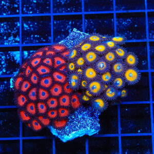 Kedds Red and Vulcan Blood Combo Zoanthids Coral
