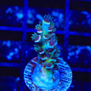TSA Sonic Boom Acropora Coral