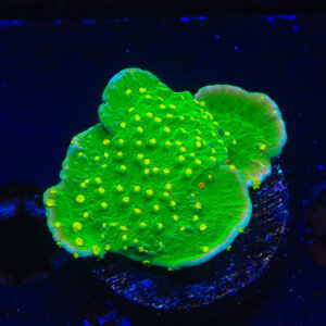 TSA Jolly Rancher Montipora Cap Coral