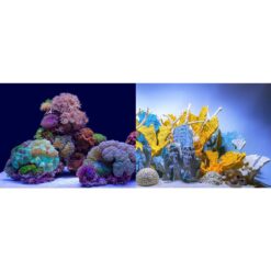Coral Bliss/Luscia Reef Aquarium Backgrounds