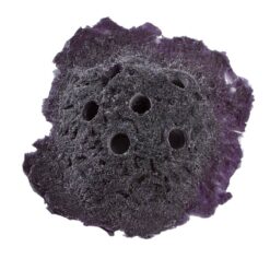 Purple Sandbed Frag Rock