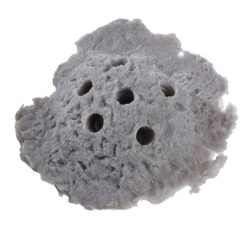 Grey Sandbed Frag Rock