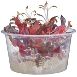 Alternanthera reineckii rosaefolia Live Freshwater Plant - Live Plants