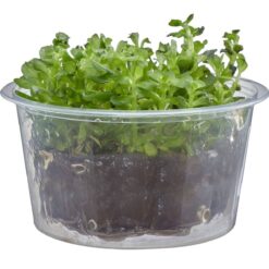 Rotala Indica - Ammannia sp 'Bonsai' - Live Freshwater Plant - Live Plants