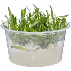 Dwarf Chain Sword - Helanthium tenellum - Live Freshwater Plant - Live Plants