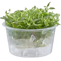 Rice Paddy Herb - Limnophila aromatica - Live Freshwater Plant - Live Plants