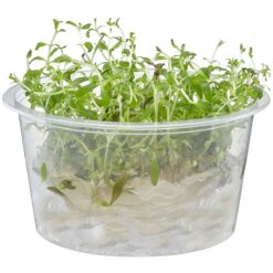 Ludwigia inclinata 'Cuba' Live Freshwater Plant - Live Plants