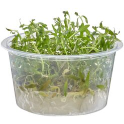 Ludwigia inclinata 'Crystal' Live Freshwater Plant - Live Plants