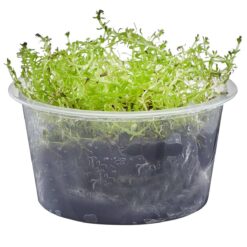 Rotala sp 'Bangladesh'  Live Freshwater Plant - Live Plants
