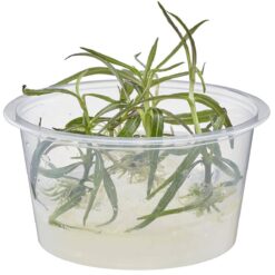 Araguaya Sharp Leaf - Hygrophila lancea 'Araguaia' - Live Freshwater Plant - Live Plants