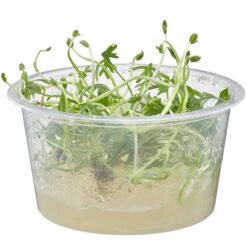 River Buttercup - Ranunculus inundatus - Live Freshwater Plant - Live Plants