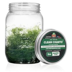 2oz Clean Chaeto Chaetomorpha Algae - AlgaeBarn