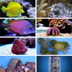 Algae Clean Up Crew Live Fish Pack - BRS Livestock