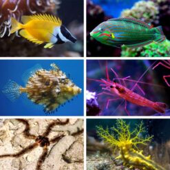 Pest Control Clean Up Crew Live Fish Pack - BRS Livestock