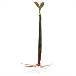 4 Plant - Red Mangrove - AlgaeBarn