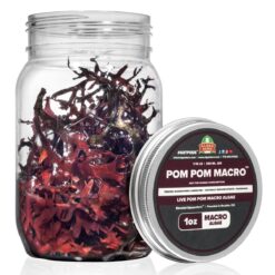 4oz Clean PomPom Algae - AlgaeBarn