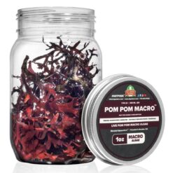 PomPom - Live PomPom Gracilaria Algae