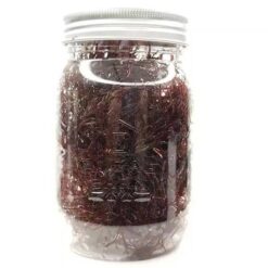 Red Spaghetti - Live Gracilaria Pacifica Algae
