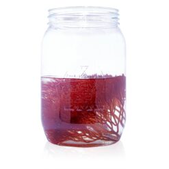 2oz Clean Red Ogo Algae - AlgaeBarn