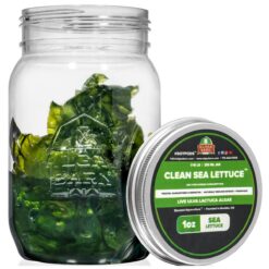 Clean Sea Lettuce - Live Ulva Lactuca Algae
